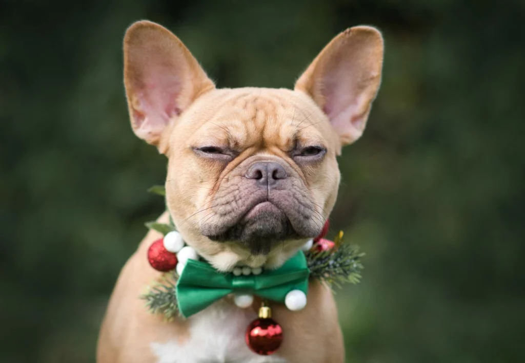 Todlachen lustige Weihnachtssprüche